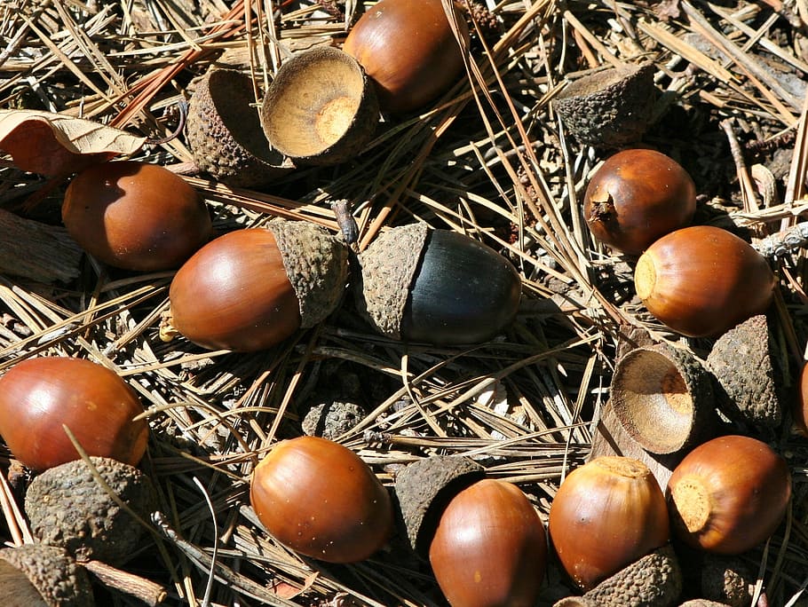 Acorns, Nuts, Black, Oak, Animal Food, Black Acorn, - Acorn - HD Wallpaper 