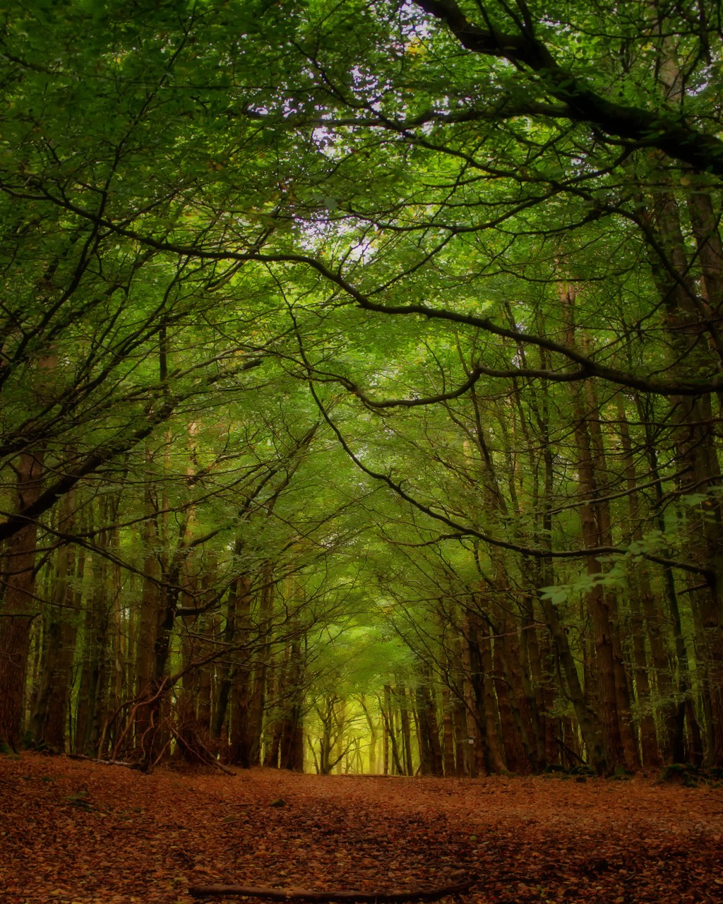 B 1090519421, Wallpapers V - Forest - HD Wallpaper 