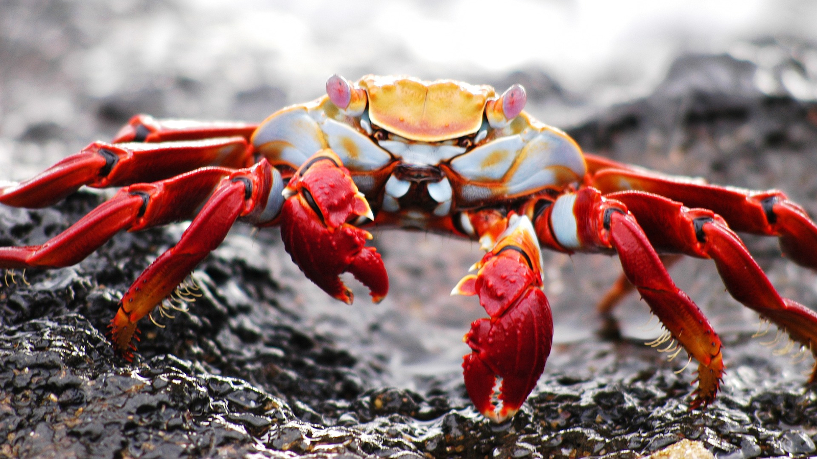 Crab - Different Crabs Around The World - HD Wallpaper 
