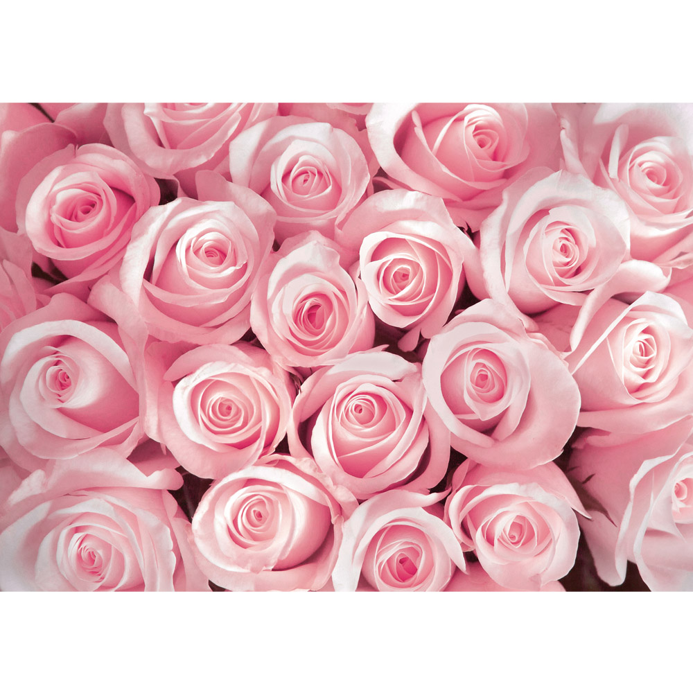 Pinke Rosen - HD Wallpaper 