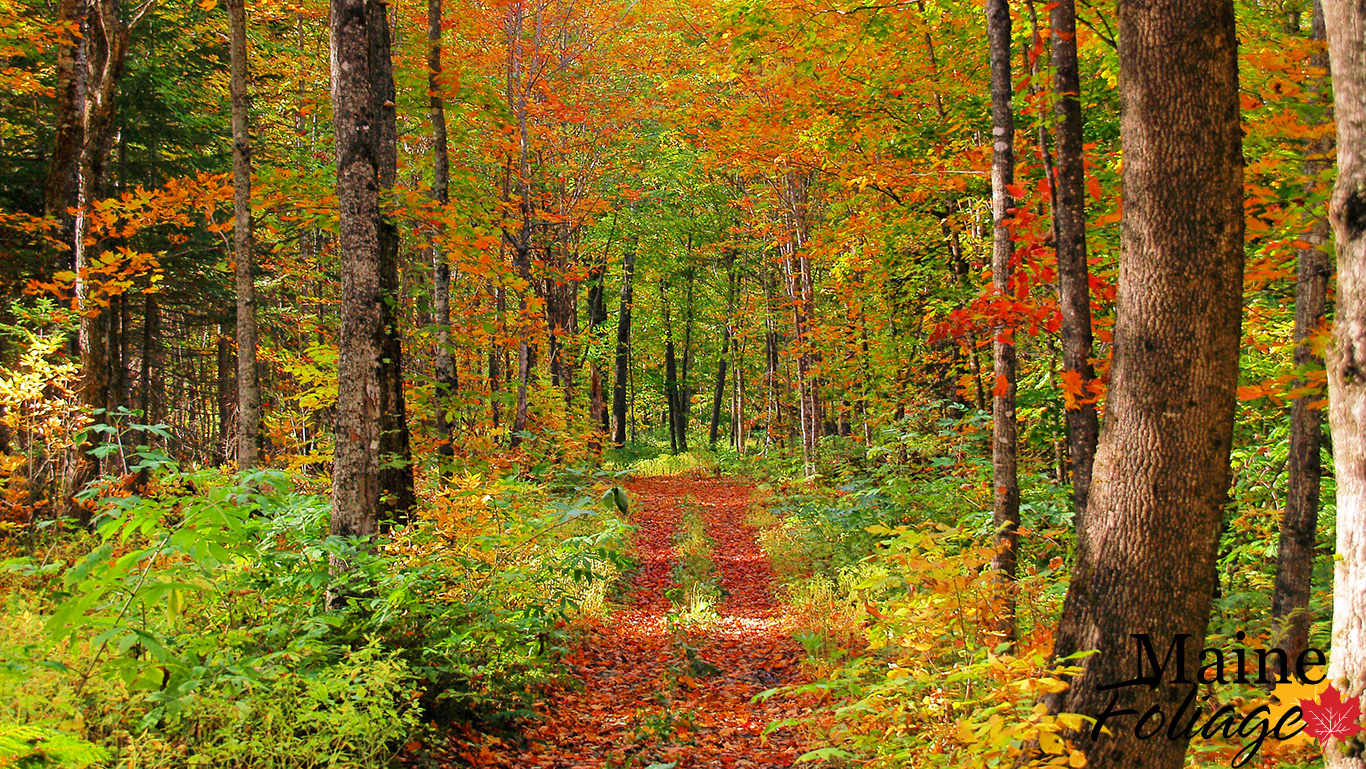 Fall Foliage Wallpaper - Maine Desktop Background - HD Wallpaper 