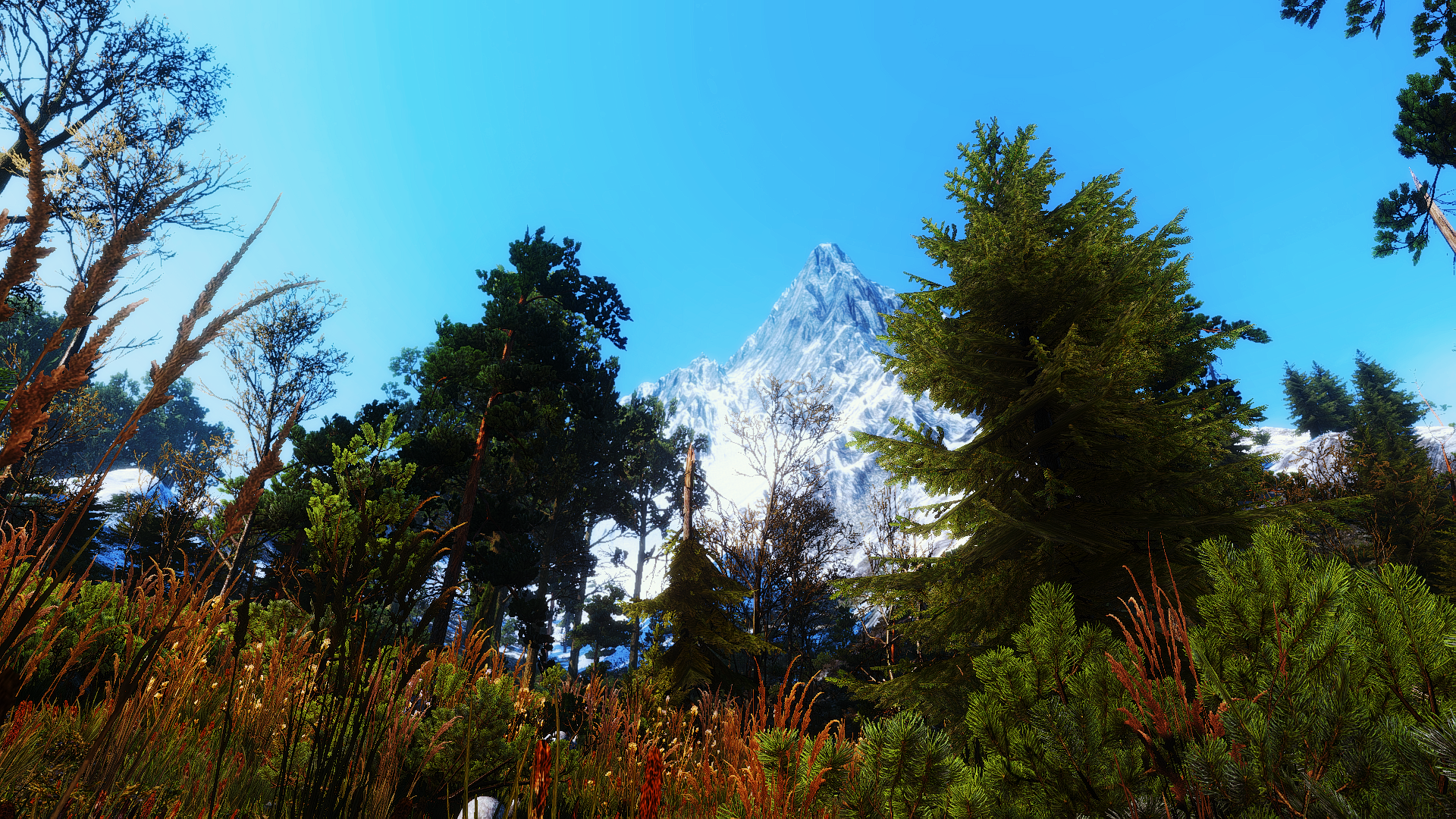 Shortleaf Black Spruce - HD Wallpaper 