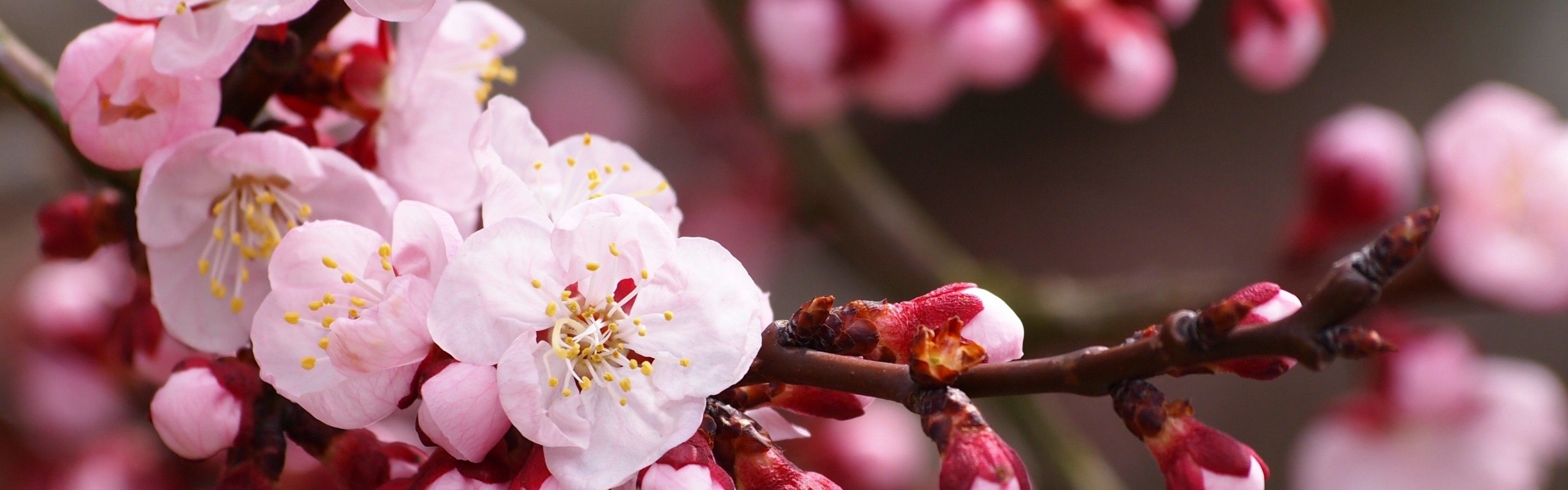 Cherry Blossom - HD Wallpaper 