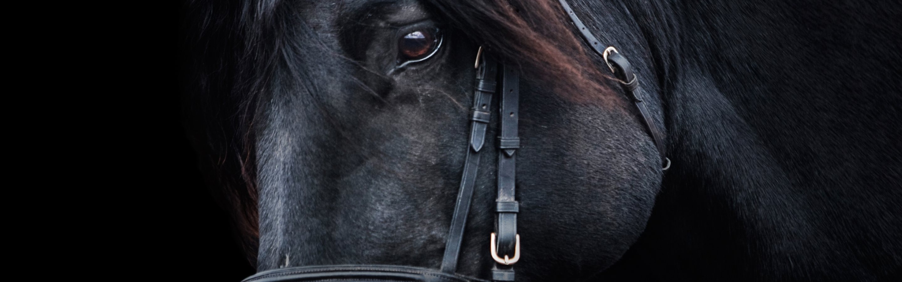 Best Horse Images Hd - HD Wallpaper 