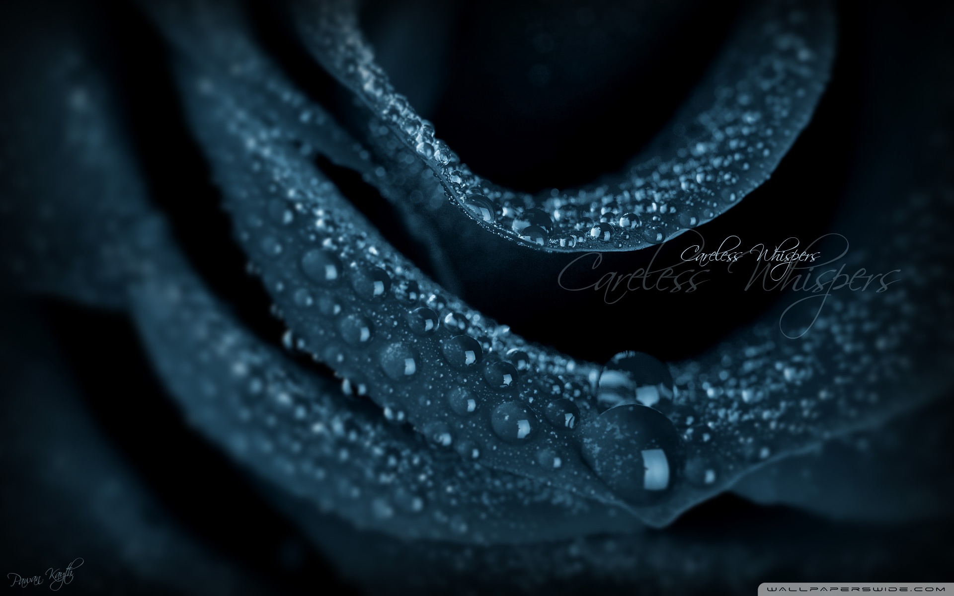 Black Rose Wallpapers Hd Pictures One Hd Wallpaper - Flower Live Wallpaper For Pc - HD Wallpaper 