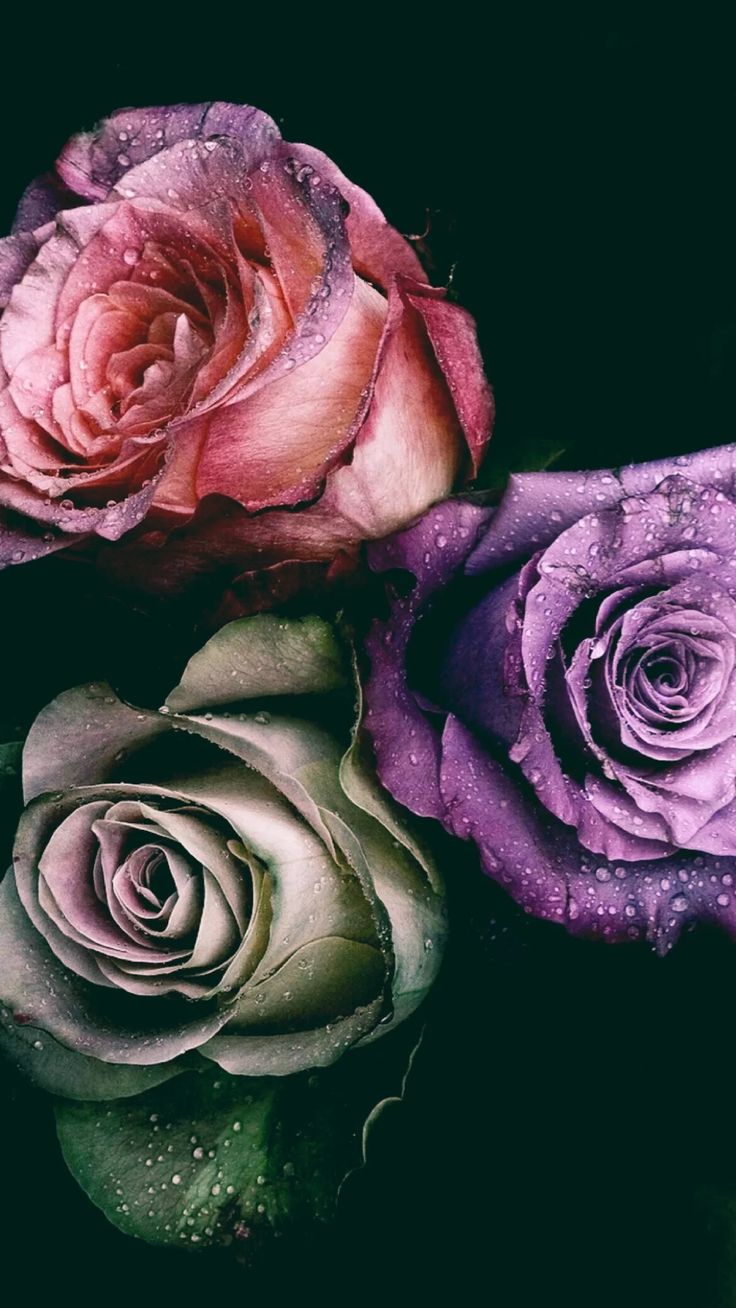 Graphic Rose Iphone Backgrounds - Colorful Rose Wallpaper Iphone - HD Wallpaper 