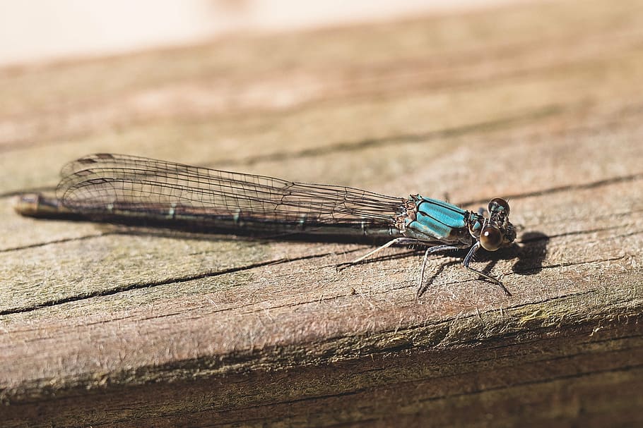 Dragonfly, Nature, Critter, Life, Macro, Animal, Biology, - Net-winged Insects - HD Wallpaper 
