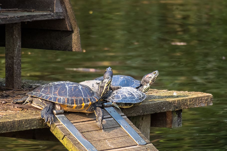 Turtle, Group, Relax, Water Turtle, Confused, Mess, - Air Tawar Jenis Kura Kura - HD Wallpaper 