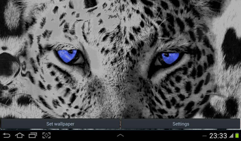 African Leopard - HD Wallpaper 