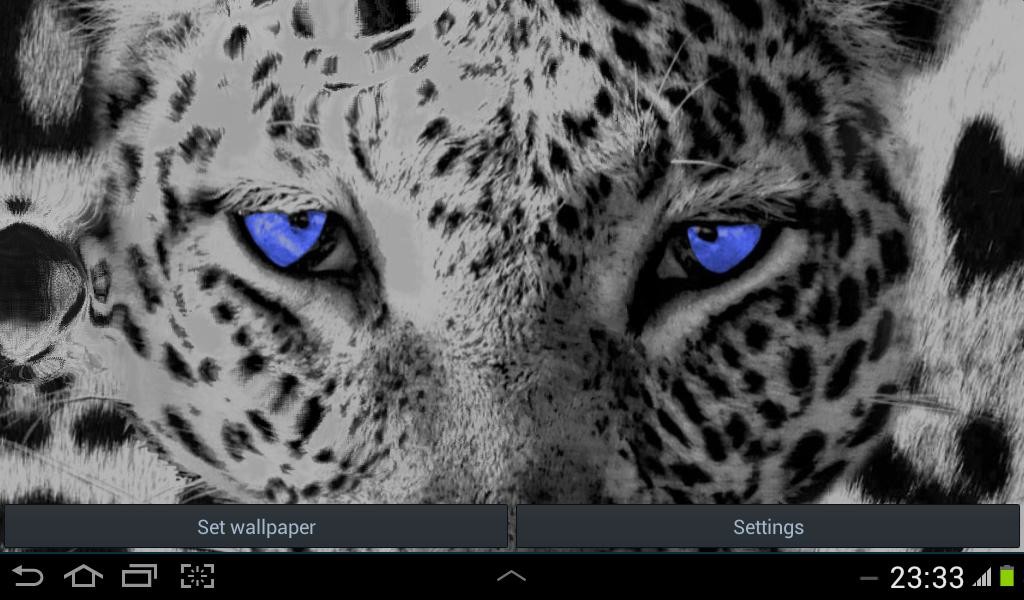 African Leopard - HD Wallpaper 