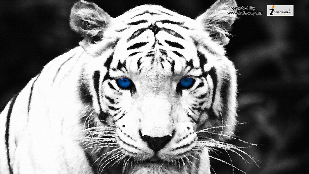 Singapore Zoo - HD Wallpaper 