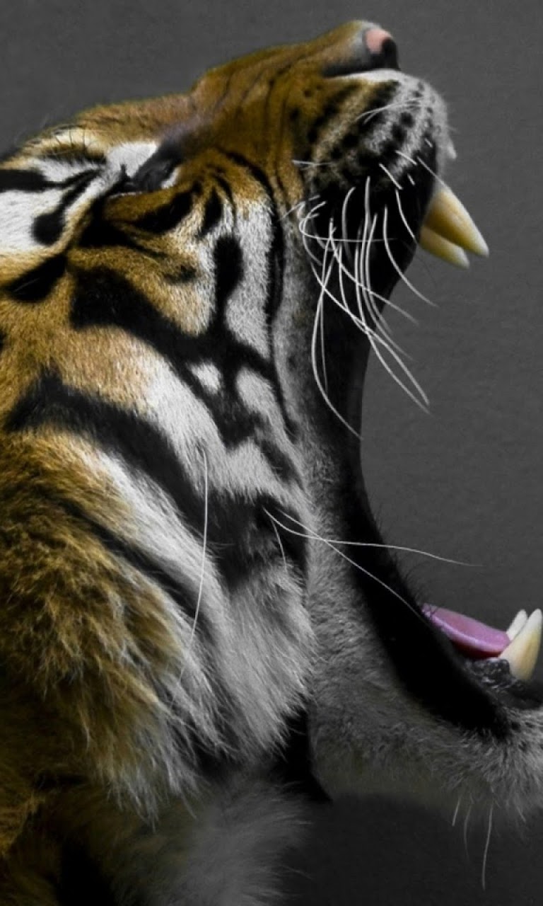Tiger Roar Lockscreen Android Best Wallpaper - Tiger Roars - HD Wallpaper 