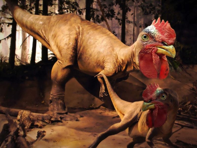 Dinosaur Chicken Background - HD Wallpaper 
