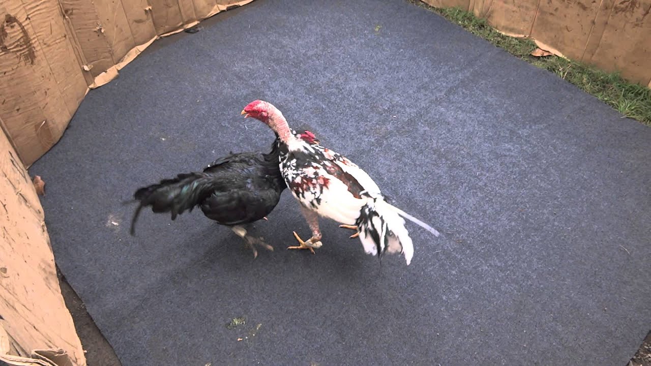 Domesticated Turkey - HD Wallpaper 