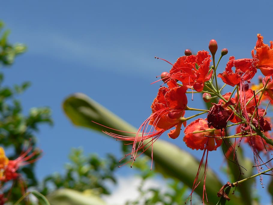 Colombia, San Francisco, Petalos, Plantas, Rosado, - Caesalpinia - HD Wallpaper 