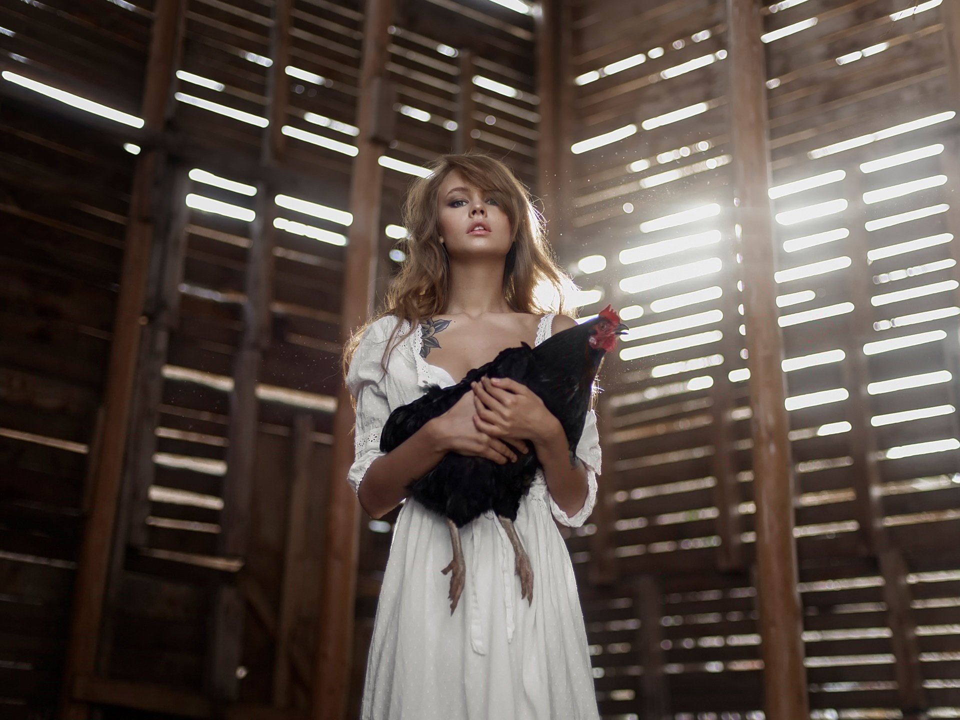 Anastasiya Scheglova Chicken - HD Wallpaper 