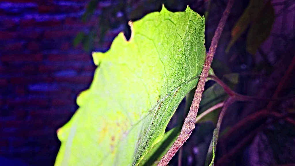 Macro Photography - HD Wallpaper 