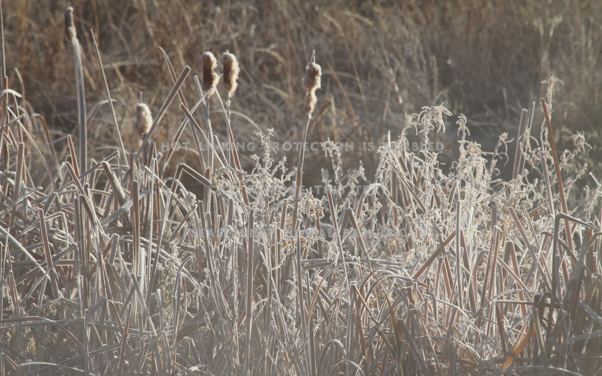 Vida Congelada Plantas Gelo Natureza - Wallpaper - HD Wallpaper 