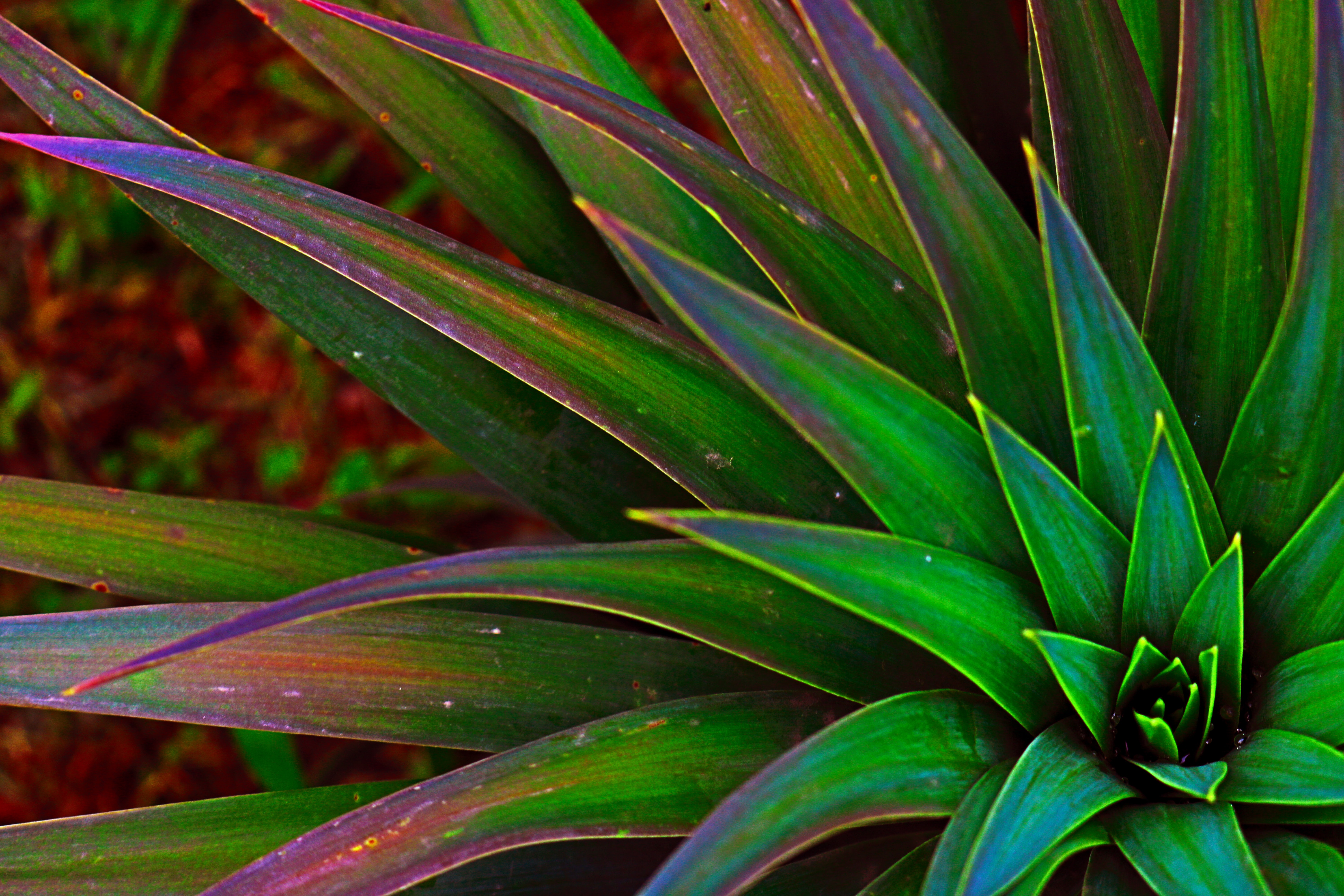Wallpaper Plantas - HD Wallpaper 