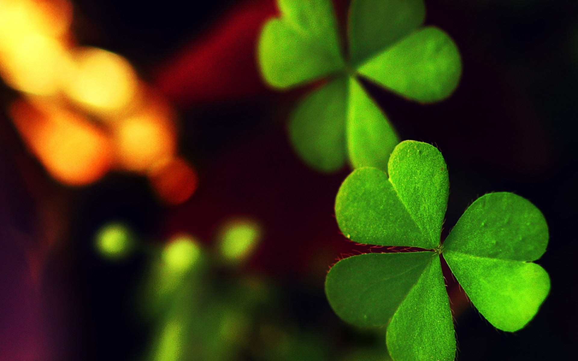 Free Green Macro Wallpaper - HD Wallpaper 