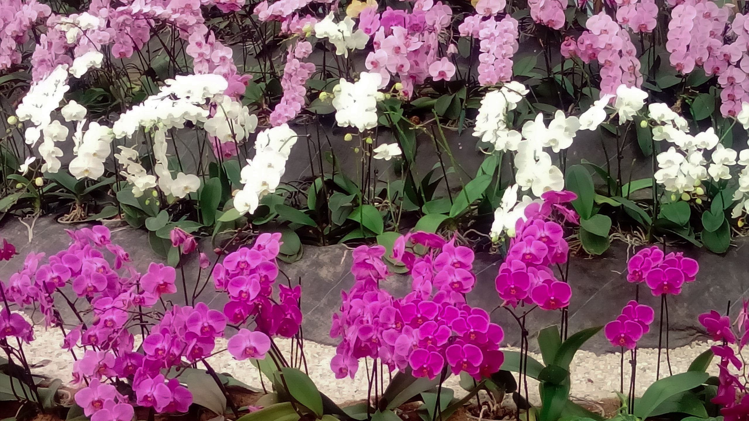 Moth Orchid - HD Wallpaper 