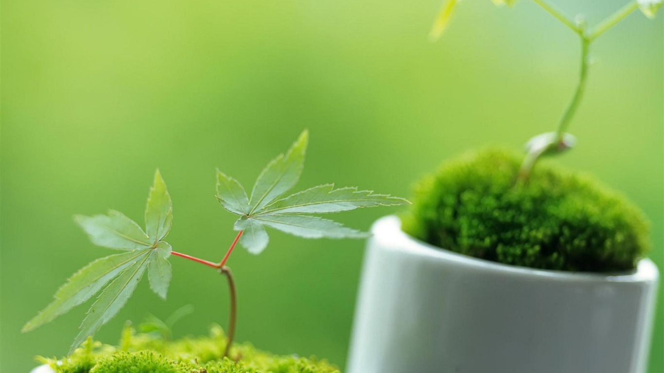 Planta Verde Planta-planta Wallpaper - Happiness Quotes - HD Wallpaper 