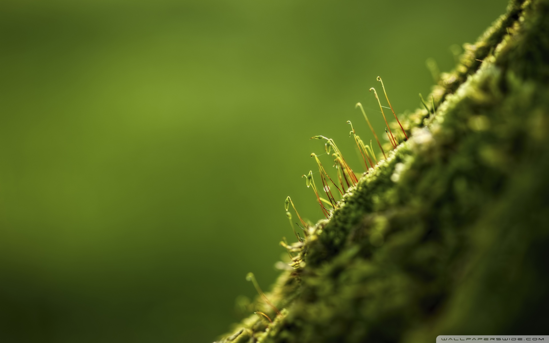 Wallpaper - HD Wallpaper 