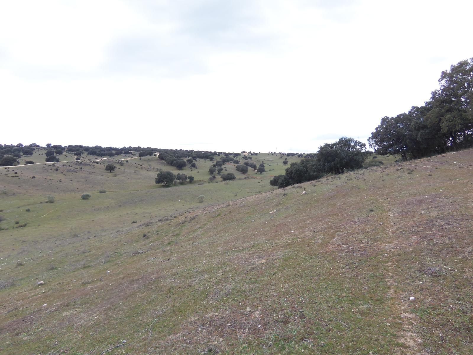 Grass - HD Wallpaper 