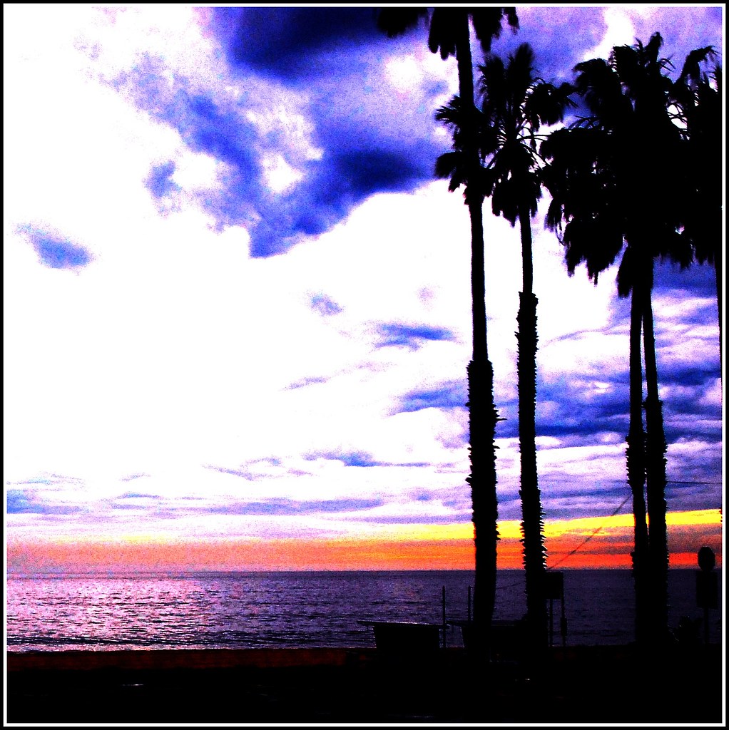 Attalea Speciosa - HD Wallpaper 