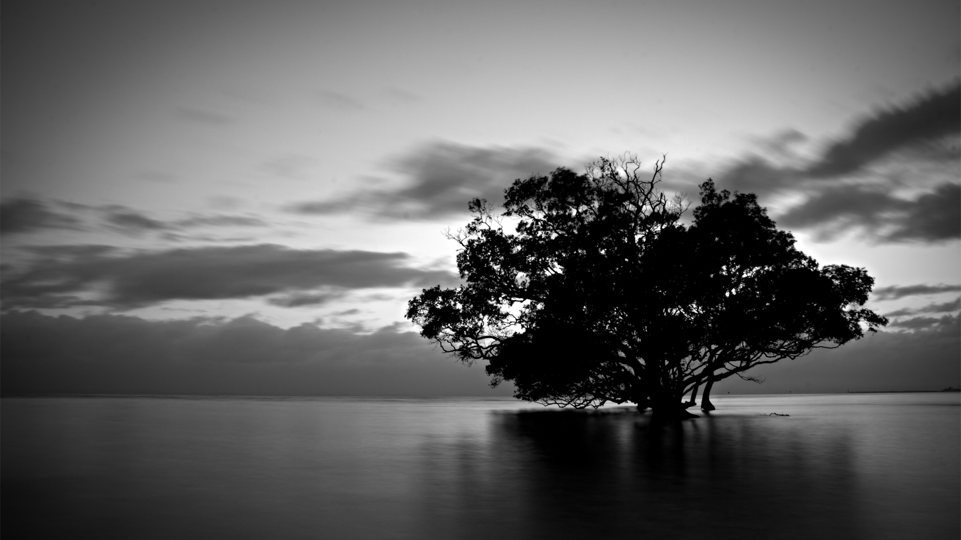 Black And White Nature - HD Wallpaper 