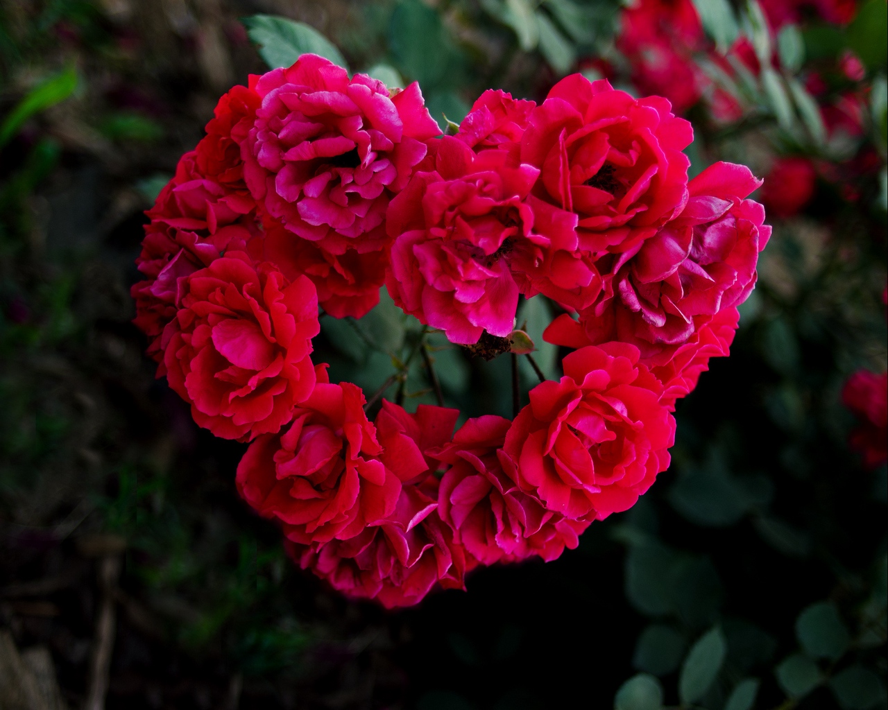 Wallpaper Roses, Hearts, Branches, Love, Red - Pink Rose Hearts - HD Wallpaper 