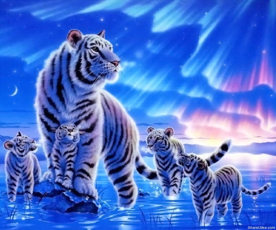 Tigers And Tiger Image - White Tiger Cool Hd - HD Wallpaper 