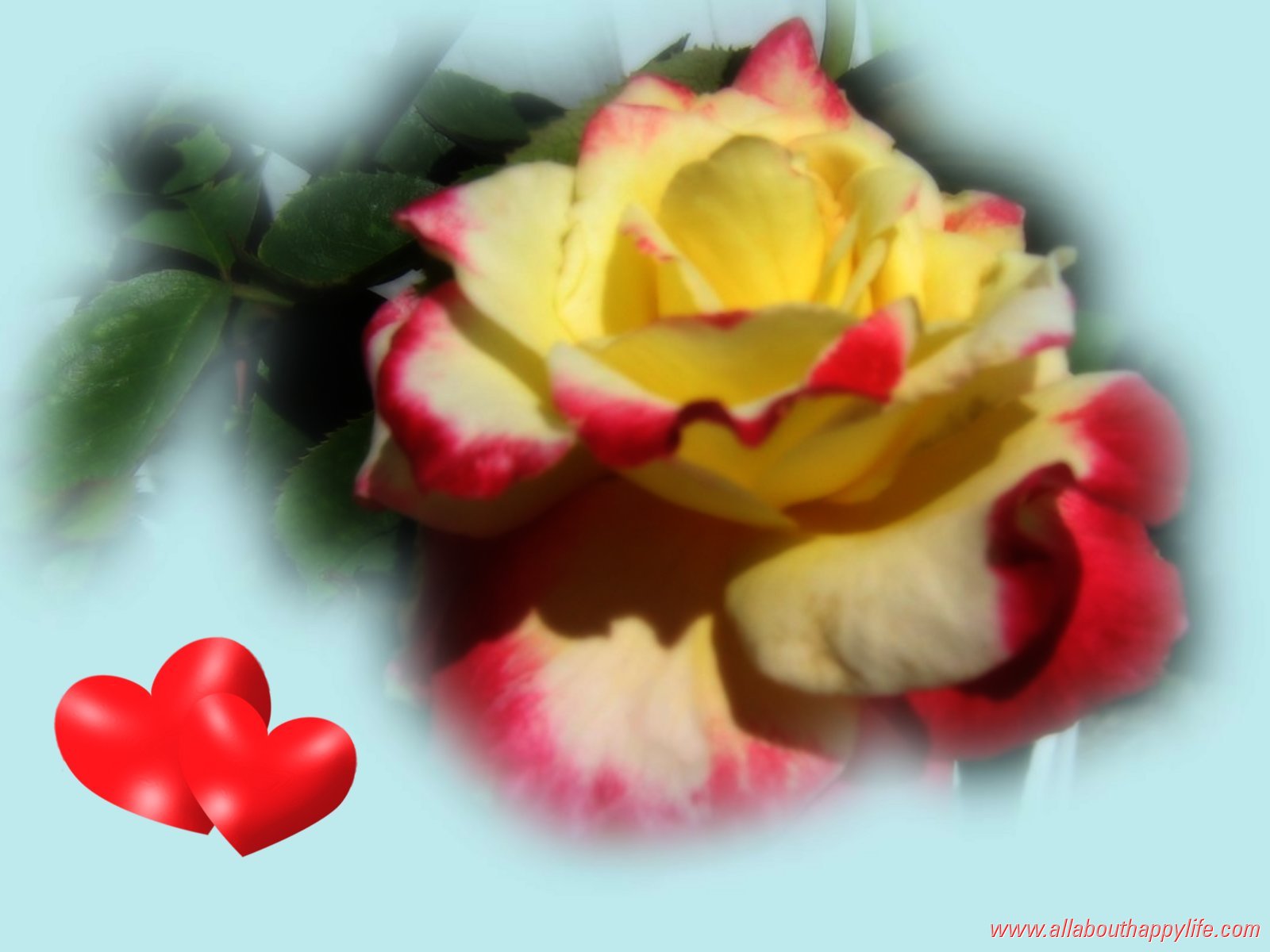 Love Wallpapers Rose With Red Hearts - Garden Roses - HD Wallpaper 