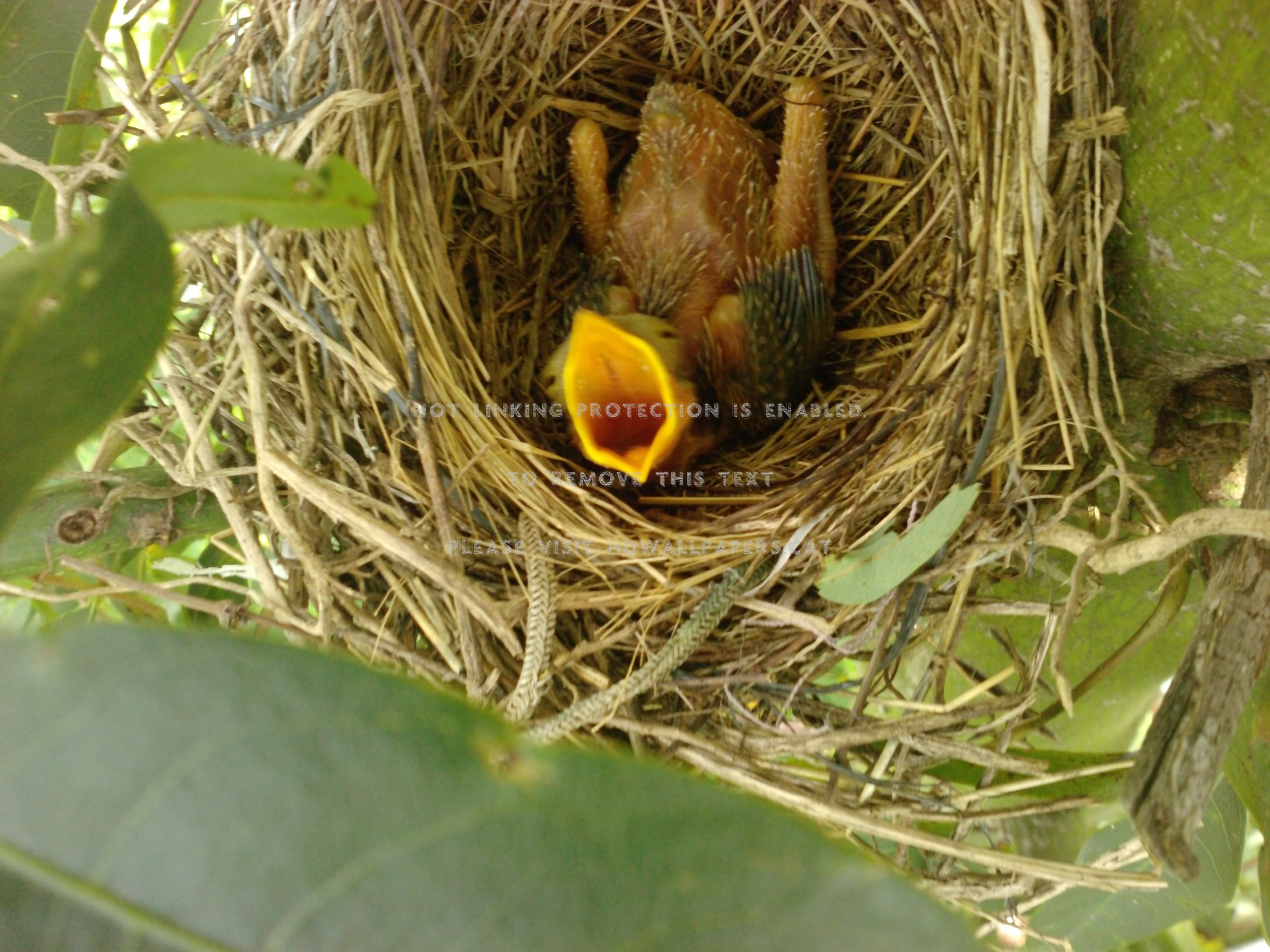 I Am Hungry Pen Bu Rung Tet Animals Birds - Old World Flycatcher - HD Wallpaper 