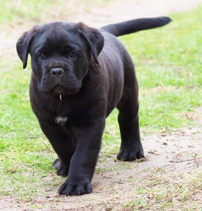Cane Corso - Cane Corso Dog Puppy - HD Wallpaper 