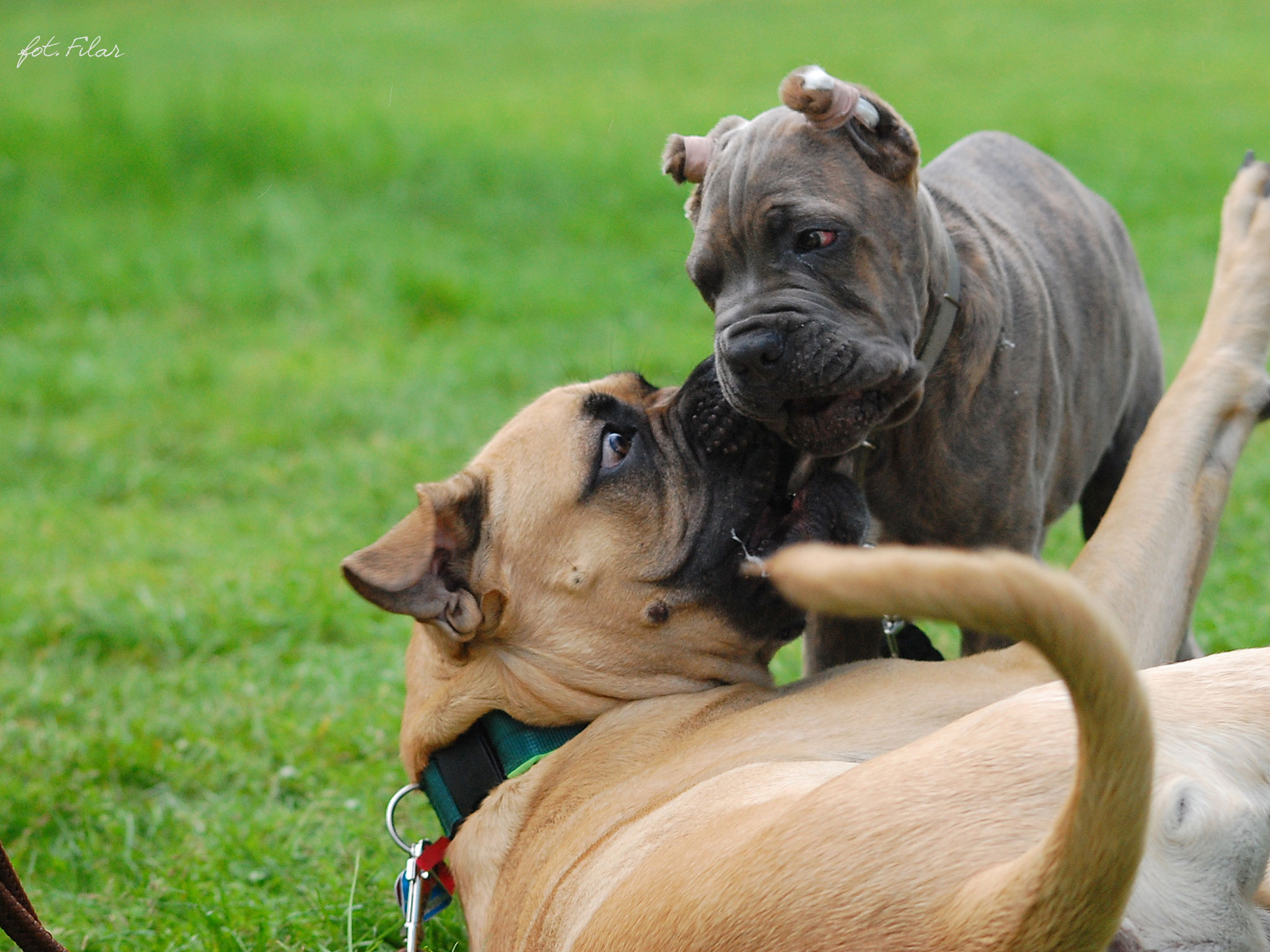 Cane Corsos Playing Wallpaper - Companion Dog - HD Wallpaper 