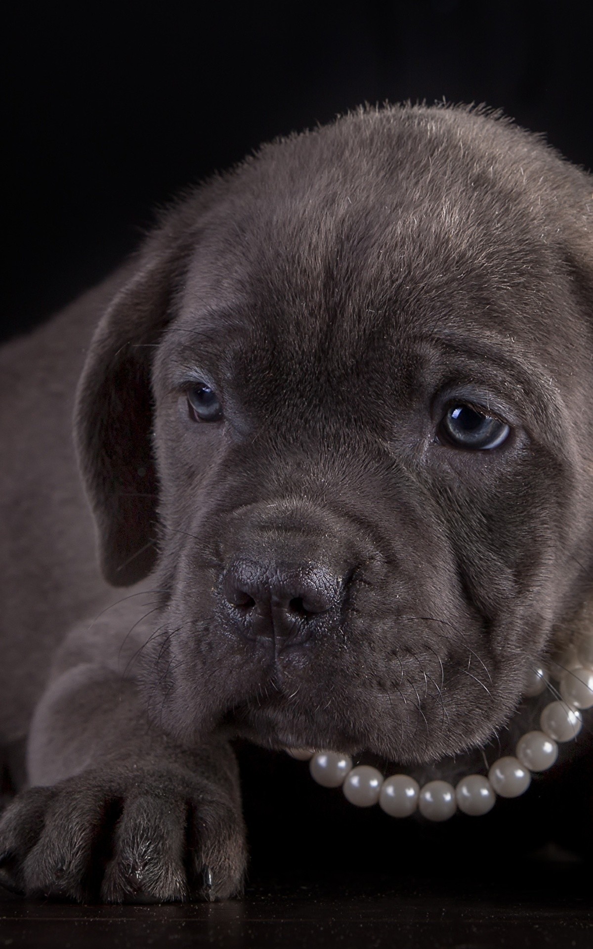Wallpapers Puppy Cane Corso Dogs Pearl Paws Animals - Dog - HD Wallpaper 