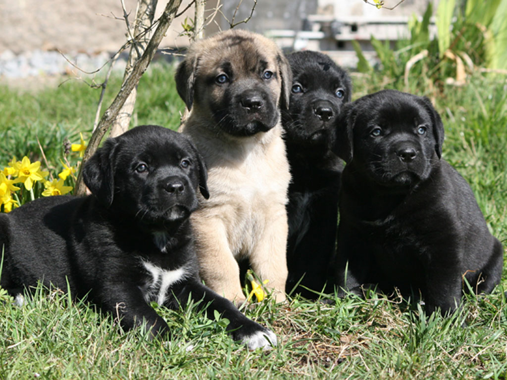 Cane Corso Puppies Wallpaper - Boxador Puppies - HD Wallpaper 