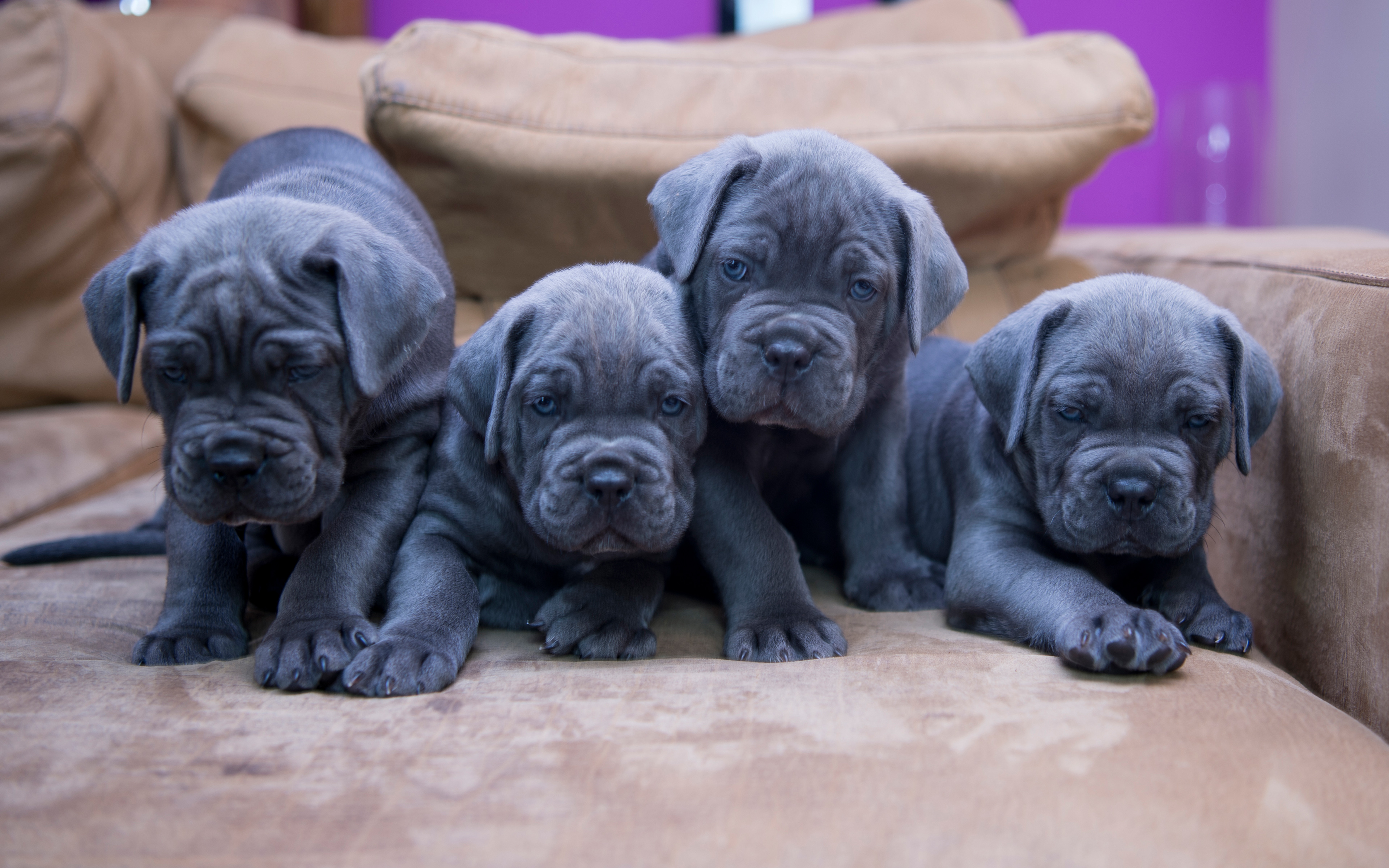 Cane Corso, Gray Small Puppies, Small Dogs, Quartet, - Cane Corso Small Dog - HD Wallpaper 