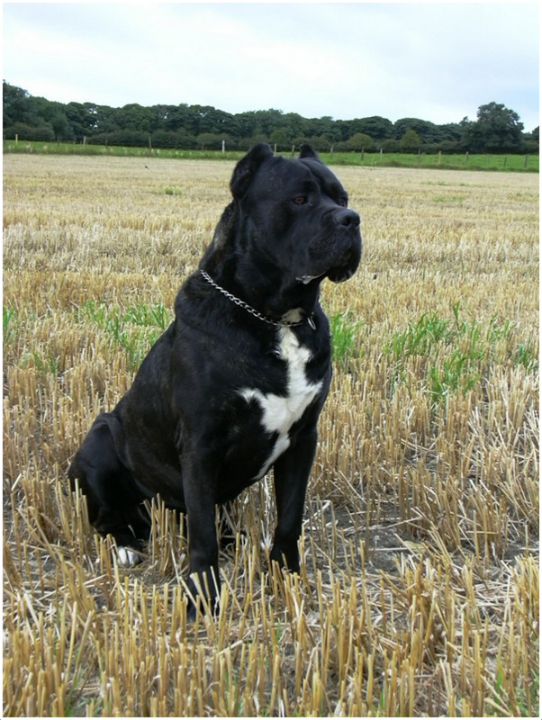 Melhor Cão De Guarda - HD Wallpaper 