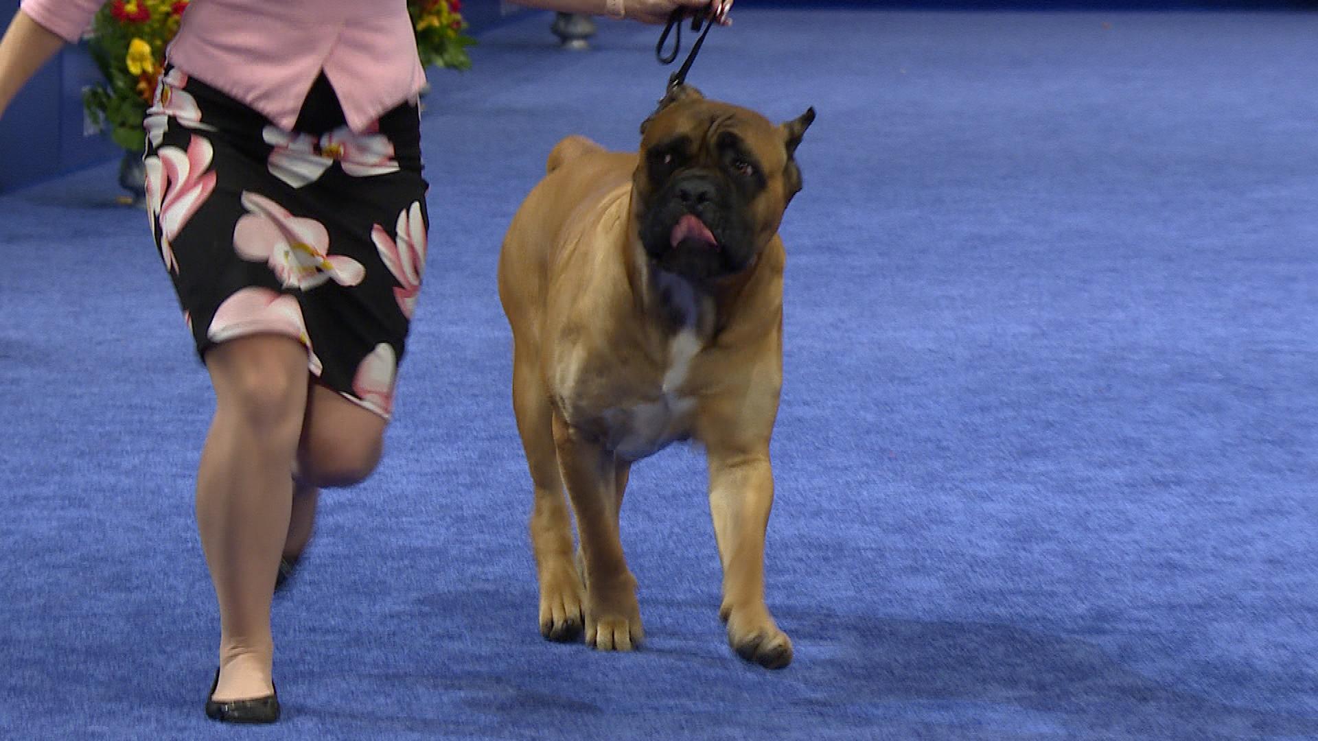 Cane Corso Dog Show 2019 - HD Wallpaper 