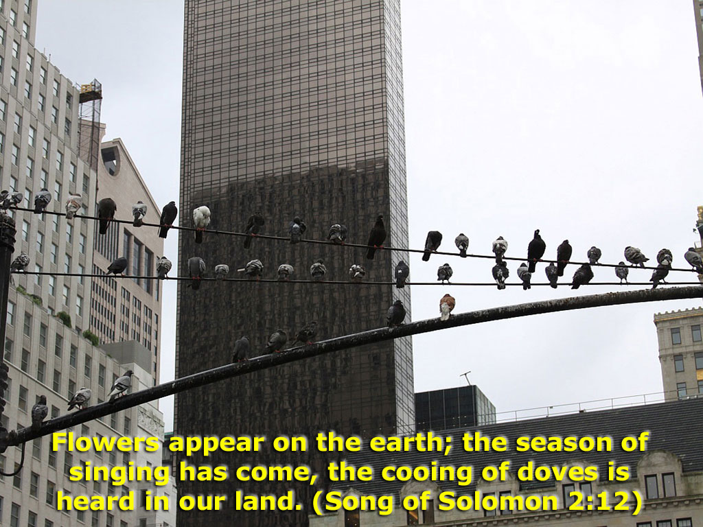 Birds - HD Wallpaper 