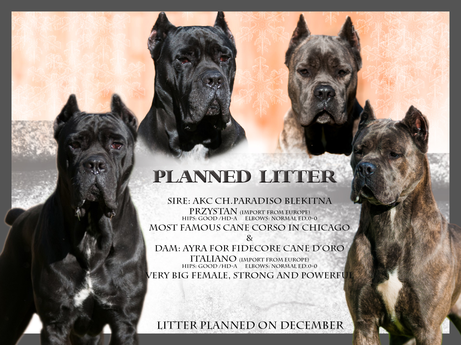 European Cane Corso Best Breeder - HD Wallpaper 