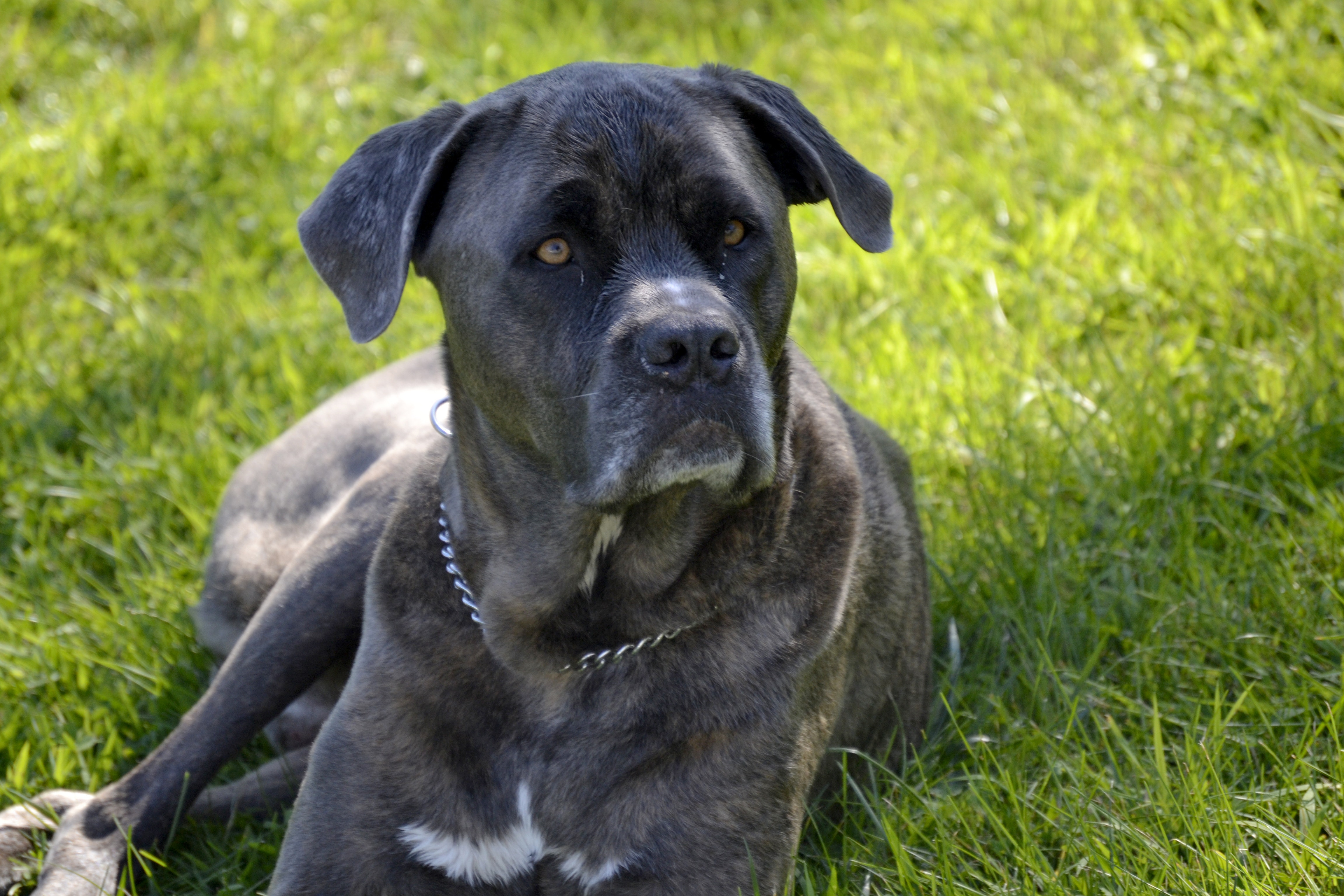 Companion Dog - HD Wallpaper 