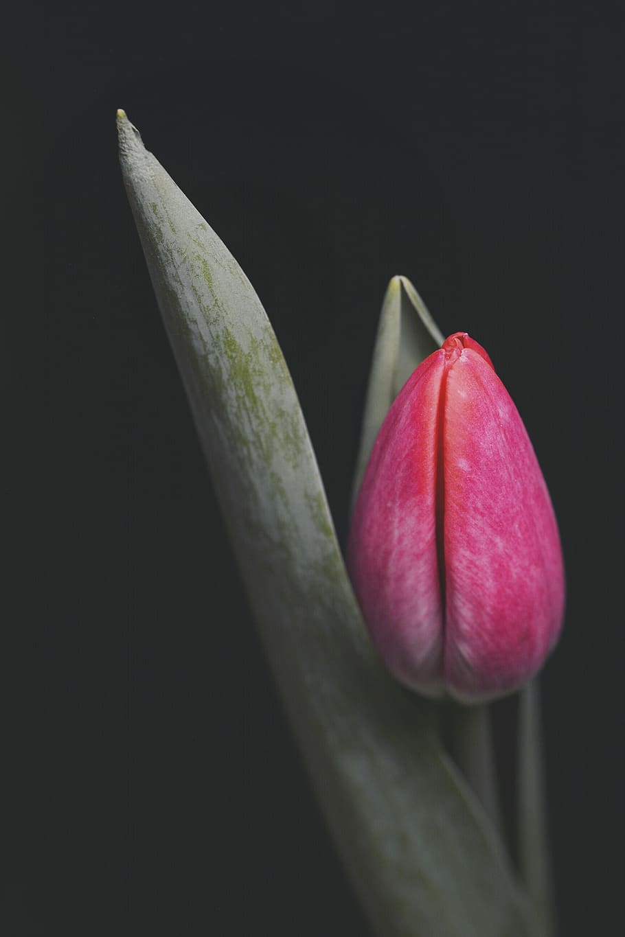 Pink Tulip Flower, Plant, Blossom, Sprout, Bud, Spring, - HD Wallpaper 