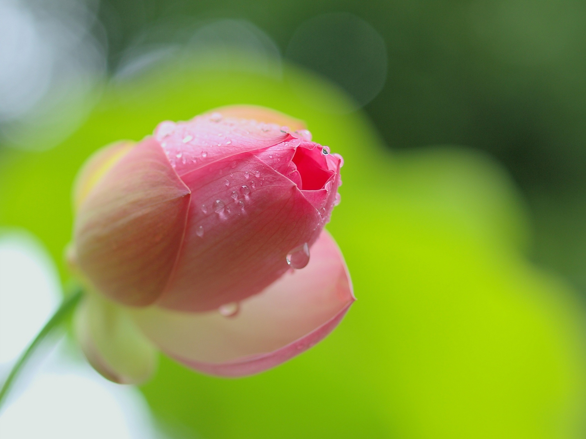 Wallpaper Pink Lotus Flower Bud Close-up, Dew - Lotus Flower With Dew Drops - HD Wallpaper 