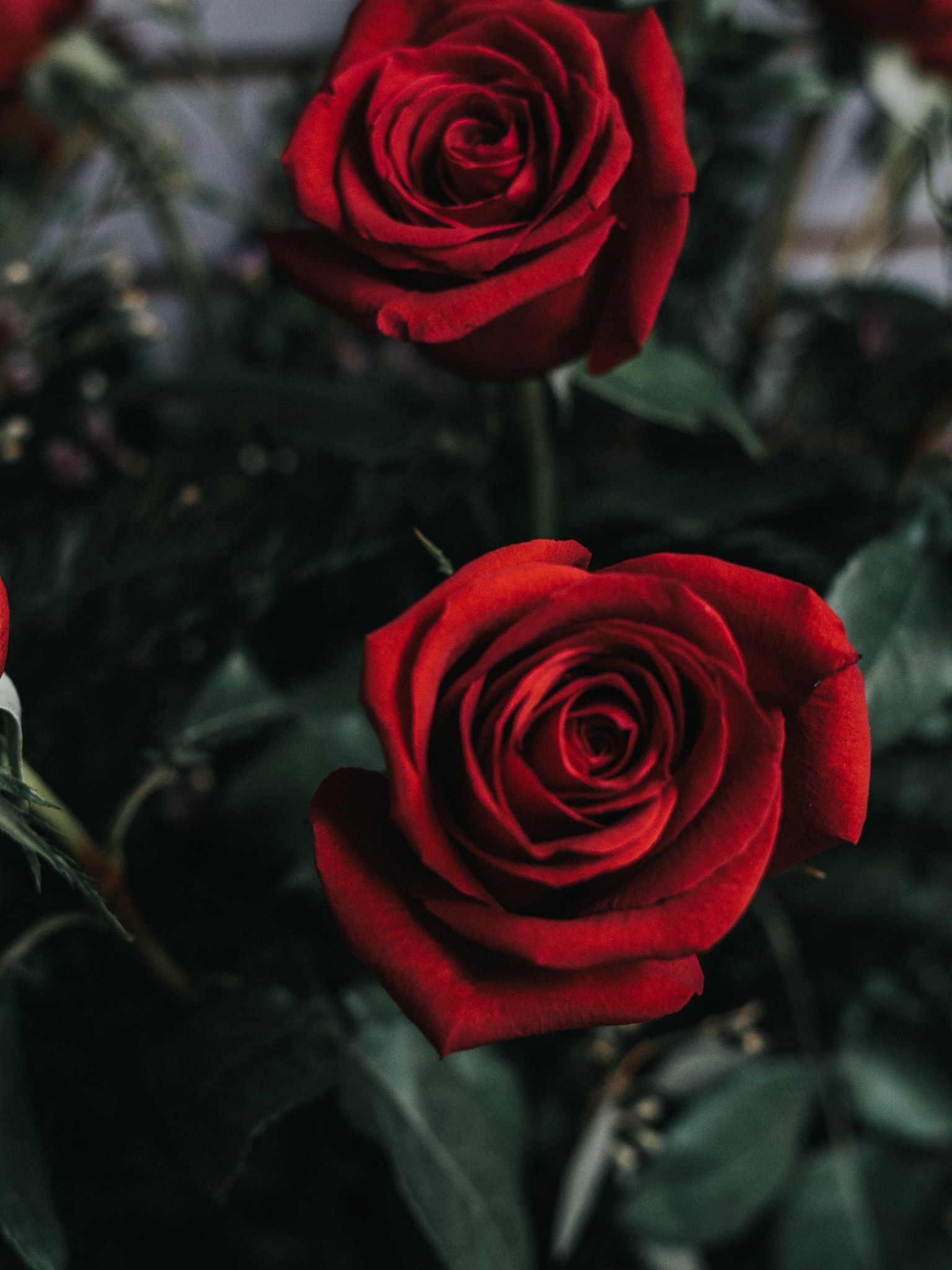 Flowers Photos Wallpaper Download - HD Wallpaper 