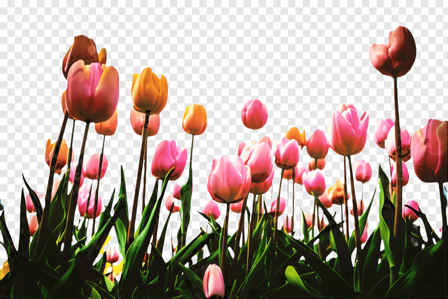 Pink Flower, Tulip, Flora, Blossom, Desktop Wallpaper, - HD Wallpaper 