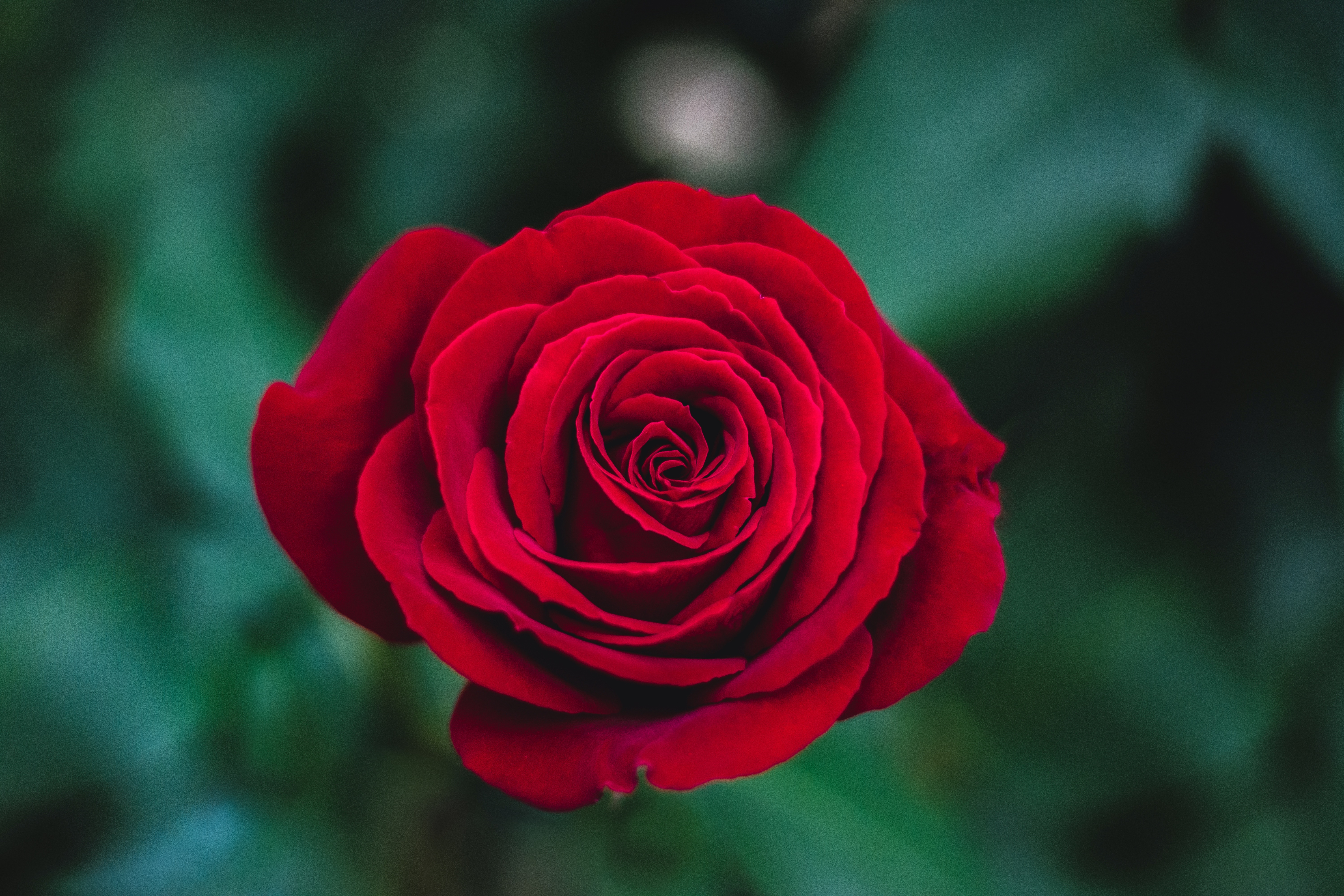 Red Rose - HD Wallpaper 
