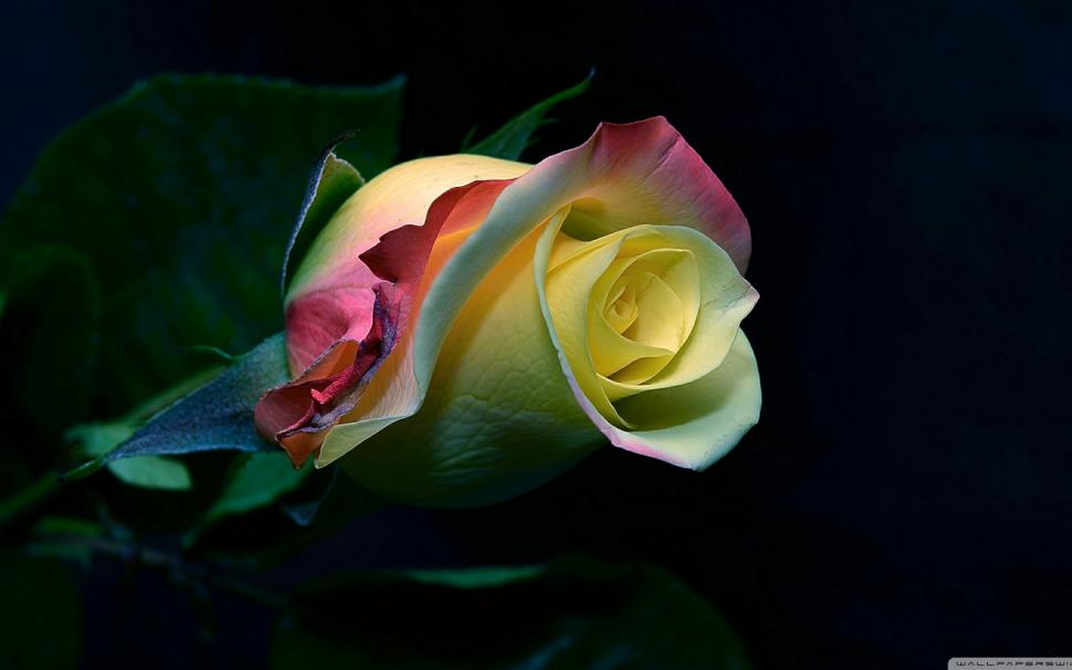 Yellow Rose Bud Wallpaper,flower Hd Wallpaper,flowers - HD Wallpaper 